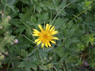 goatsbeard2_thumb.jpg