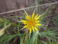 goatsbeard_thumb.jpg