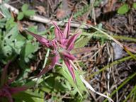 indian_paintbrush_thumb.jpg