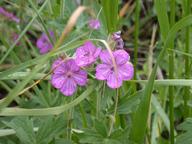 sticky_geranium_thumb.jpg