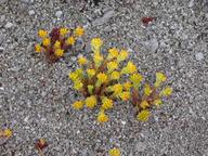 stonecrop_thumb.jpg