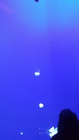 20160904_135006_thumb.jpg