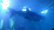 20160904_141101_thumb.jpg