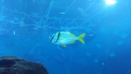 20160904_141116_thumb.jpg