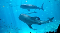 20160904_141926_thumb.jpg