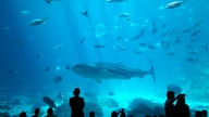 20160904_142027_thumb.jpg