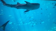 20160904_142034_thumb.jpg