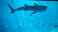 20160904_142036_thumb.jpg