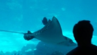 20160904_142047_thumb.jpg