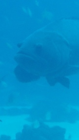 20160904_142202_thumb.jpg