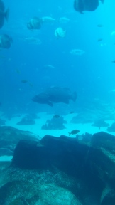 20160904_142206_thumb.jpg