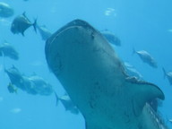 img_0019_thumb.jpg