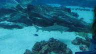 img_1209_thumb.jpg