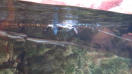 img_1228_thumb.jpg