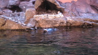 img_1231_thumb.jpg