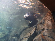 img_1235_thumb.jpg