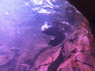 img_1240_thumb.jpg