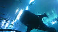 img_1253_thumb.jpg