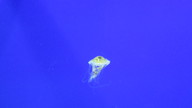 img_1259_thumb.jpg