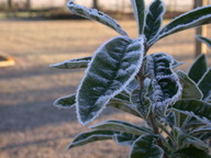 loquat2_frost_thumb.jpg