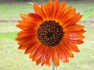 sunflower2_thumb.jpg