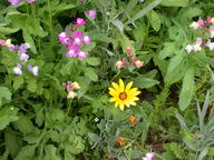 dscn2950_thumb.jpg