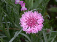 dscn2973_thumb.jpg
