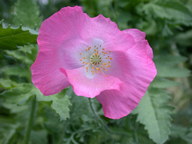 dscn2986_thumb.jpg