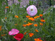 dscn2988_thumb.jpg
