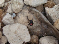 blackwidow_thumb.jpg