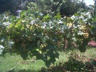 Scuppernong_thumb.jpg