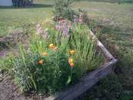 wildflowers_thumb.jpg