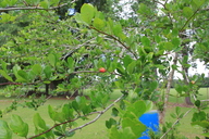 img_9698_thumb.jpg