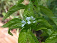 basil1_thumb.jpg