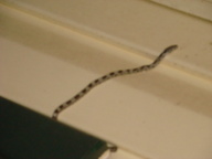 dsc01139_thumb.jpg