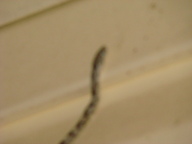 dsc01140_thumb.jpg