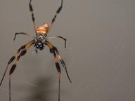 spider3_thumb.jpg