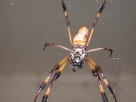 spider4_thumb.jpg