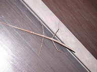 dscn3136_thumb.jpg