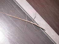 dscn3137_thumb.jpg
