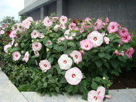 dsc00131_thumb.jpg
