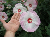dsc00132_thumb.jpg