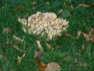 dsc00316_thumb.jpg