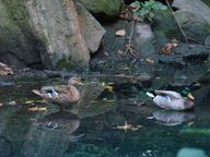 dsc00347_thumb.jpg