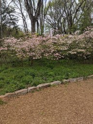 pxl_20240406_173608987_thumb.jpg