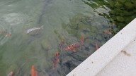 img_2729_thumb.jpg