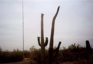 cactus_thumb.png