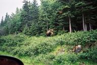 moose1_thumb.jpg