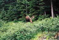moose2_thumb.jpg
