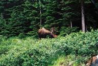 moose3_thumb.jpg